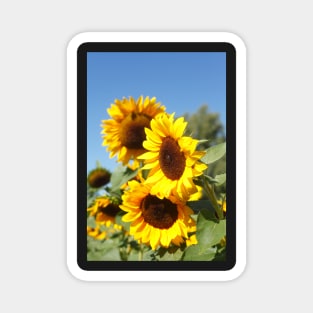 Sunflower, sunflower, (Helianthus annuus) Magnet