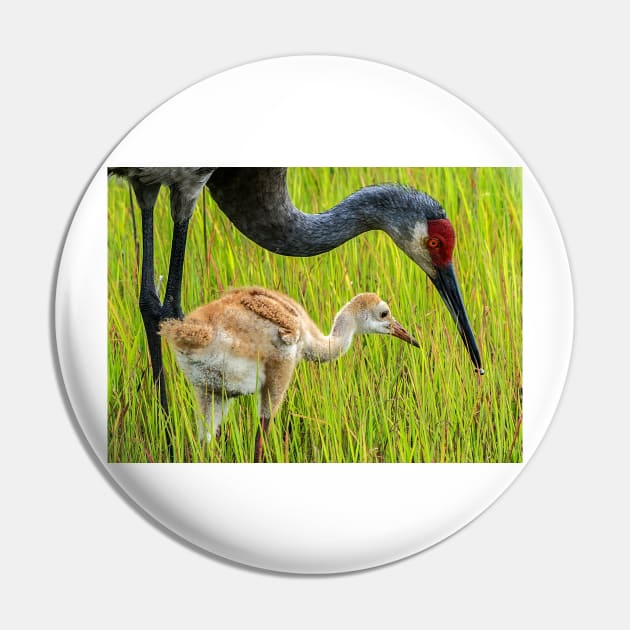 Sandhill crane parent with chick Pin by joesaladino