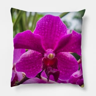 Purple Orchid (Papilionanda Mamo) Pillow