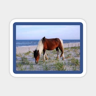 Wild horses, wildlife, gifts, Assateague, Upon the Dunes Magnet