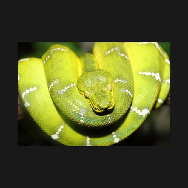 Emerald Tree Boa #1 by Carole-Anne