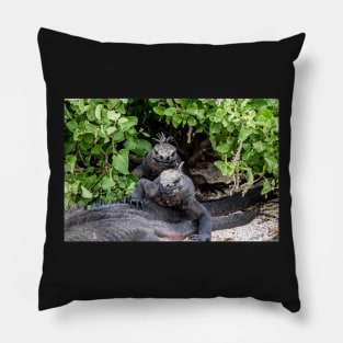 Galapagos Iguanas Pillow