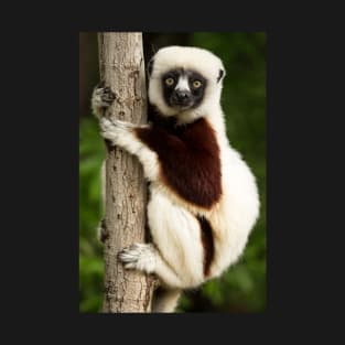 Coquerel's sifaka T-Shirt