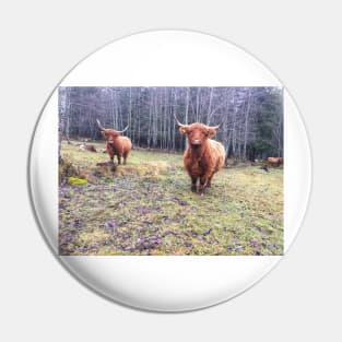 Scottish Highland Cattle Cows 2171 Pin