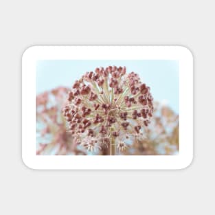 Allium karataviense   AGM  Kara Tau garlic  Seed heads Magnet