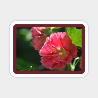 Hollyhock 7 Magnet