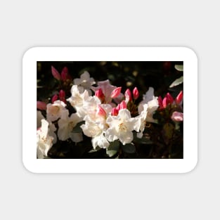 White rhododendron flower Magnet