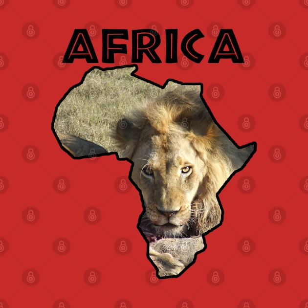 Africa Wildlife Continent Lion Stare by PathblazerStudios