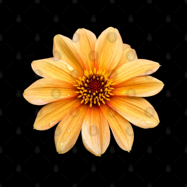 Single Orange Flowering Dahlia - Large Flower by Russell102