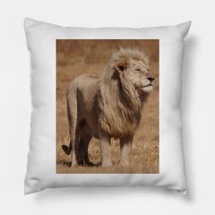 Lions Pillow