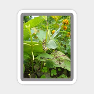 Monarch Butterfly Caterpillar Magnet