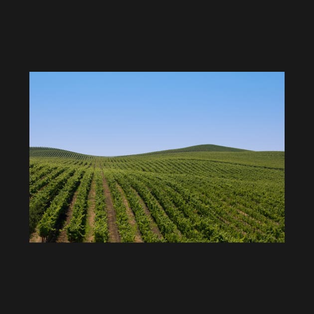 Rolling Vineyards by randymir