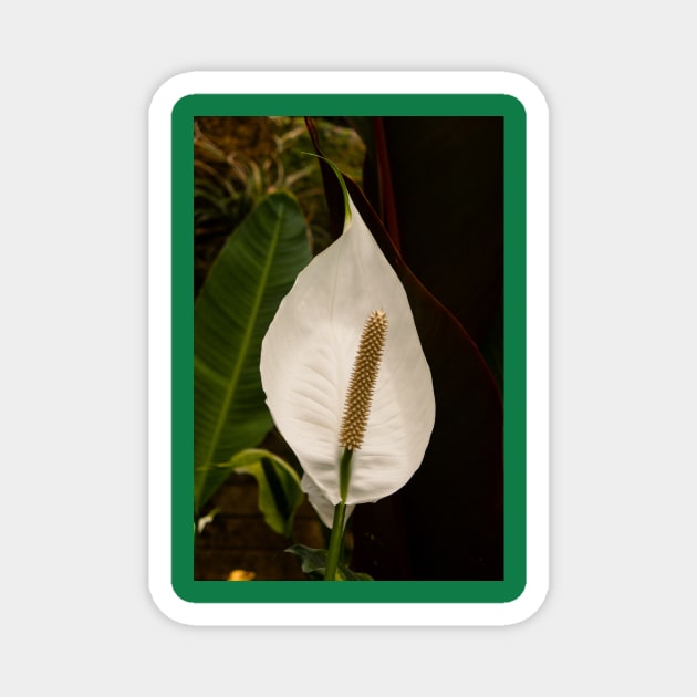 Anthurium Magnet by thadz