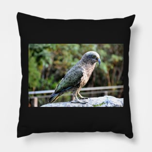 Nouvelle Zélande -  Milford Sound, perroquet kea Pillow