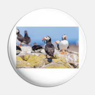 Atlantic Puffin with Sand Eels Pin