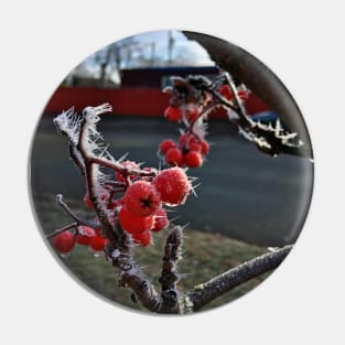 Frosty Mountain Ash Berries on a Cold November Morning Pin