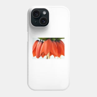 Fritillaria imperialis  &#39;Rubra&#39;  Crown imperial  Fritillary Phone Case