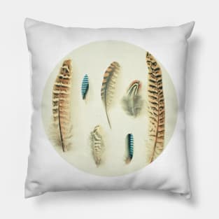 The Feather Collection Pillow