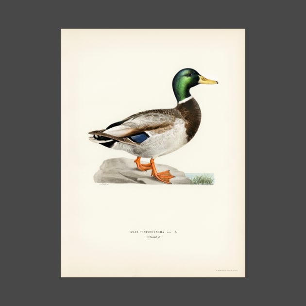 Mallard by Melty Shirts