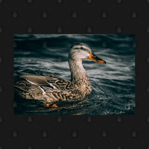 Female Mallard Duck, Embraces the Freezing Water Photograph by love-fi