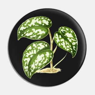 Scindapsus pictus - Rothschild - Botanical Illustration Pin