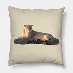 Lioness on the rock - Lion - Predator - Africa Pillow