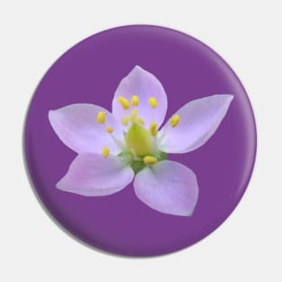 wonderful purple flower, flowers, nature, bloom, violet Pin