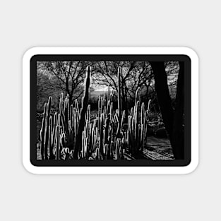 Goal Post Opuntia Magnet