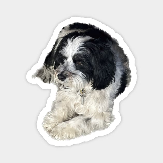 Havanese Toy Dog "Lulu" Magnet by SymbioticDesign