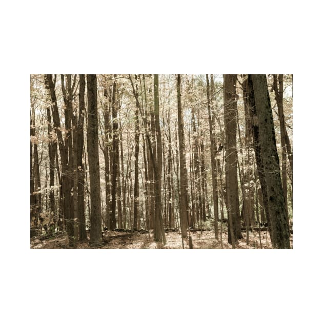 Autumn deep in forest scene on a trail in New England by brians101