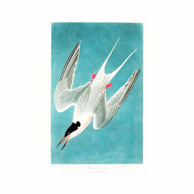 Roseate Tern from Birds of America (1827) by WAITE-SMITH VINTAGE ART