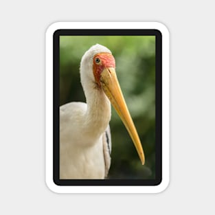 Yellow Billed Stork Magnet