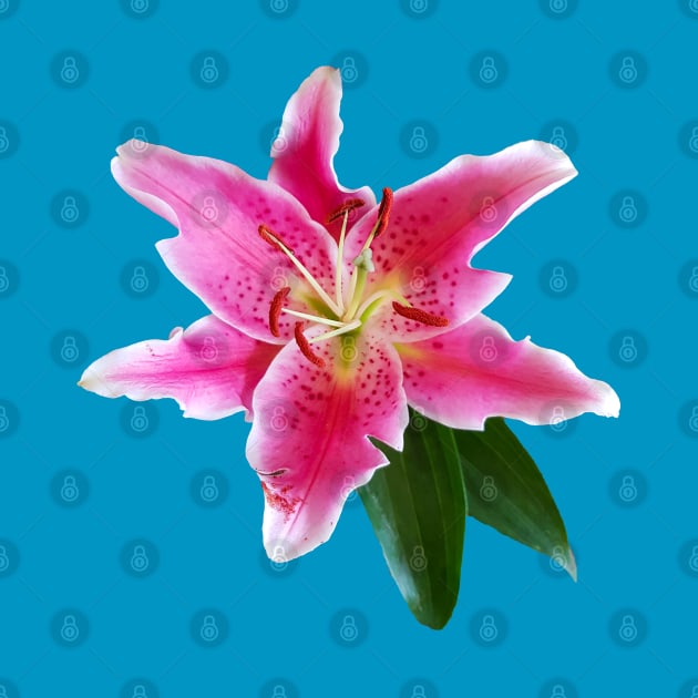 Pink Lily Flower by ellenhenryart