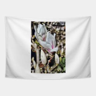 Majestic Magnolia in bloom Tapestry