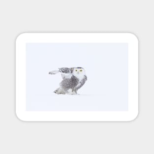 Snowy Owl Magnet