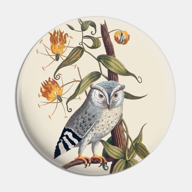 Owl Antique Naturalist Illustration Pin by Antiquated Art