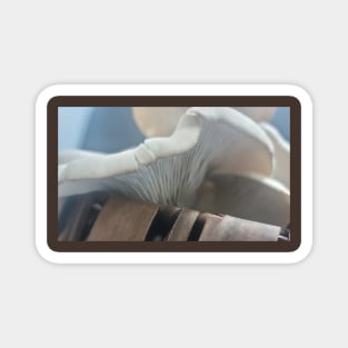 Oyster Mushroom Magnet