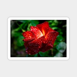 Raindrops on Roses Magnet