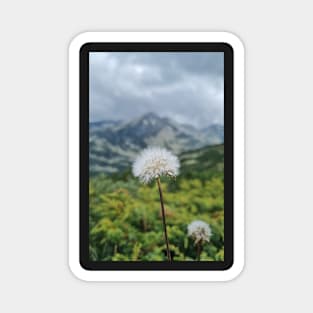 Mountain Dandelion Magnet