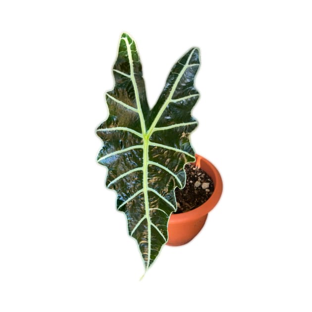 Alocasia Polly by Meo Design