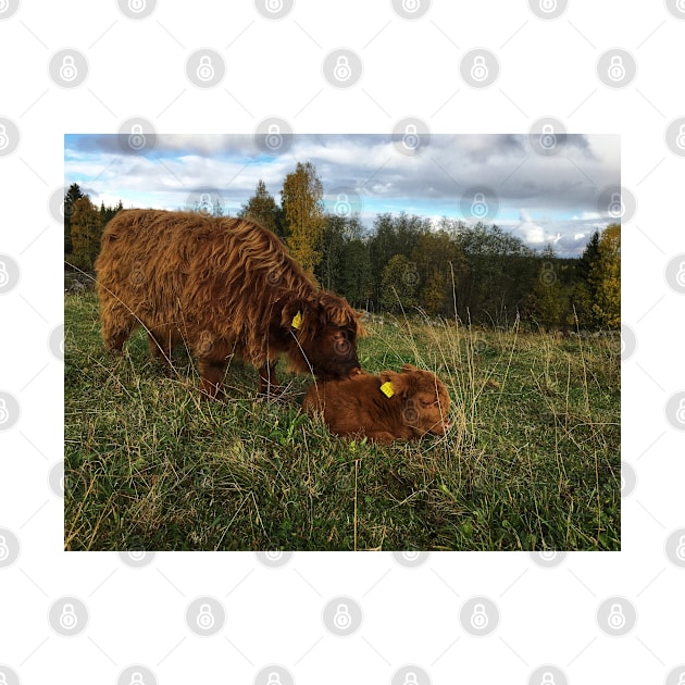 Scottish Highland Cattle Calves 1568 by SaarelaHighland