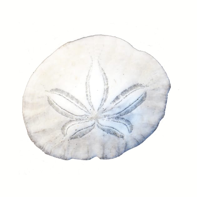 Sand Dollar Photo by DeniseBruchmanPhotography