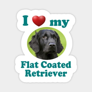 I Love My Flat Coated Retriever Magnet