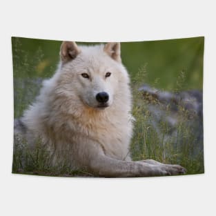 Arctic Wolf Tapestry