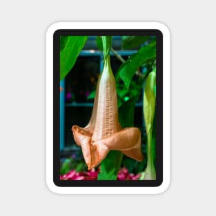 Brugmansia (Angel's trumpet) Magnet