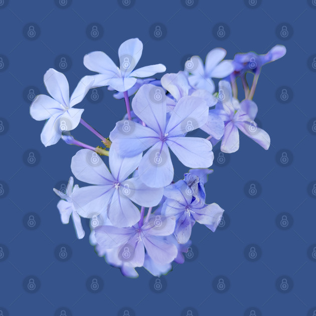 Little Blue Flowers Photo - Flowers - T-Shirt