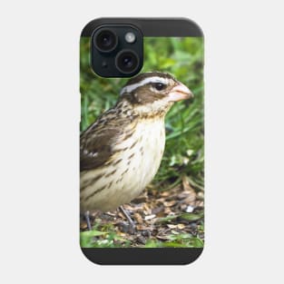 Female Rose-Breasted Grosbeak Sitting In The Grass and Sunflower Seed Shells Phone Case