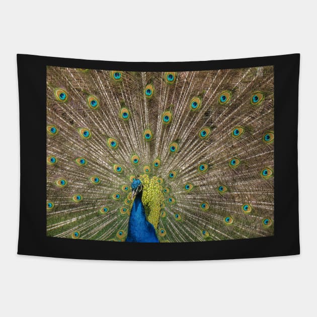 Peacock Displaying Feathers Tapestry by TonyNorth