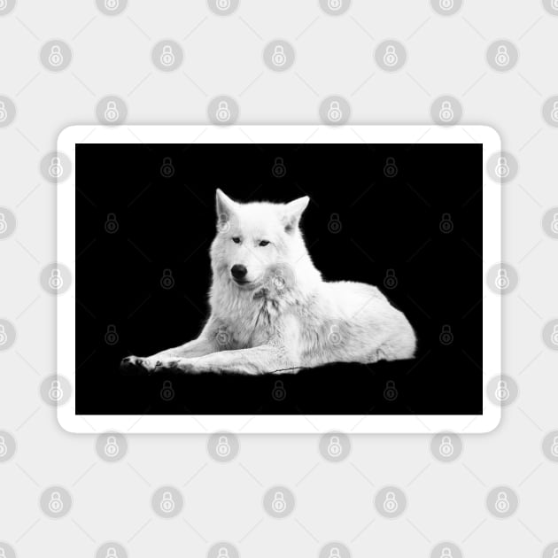 White Wolf / Swiss Artwork Photography Magnet by RaphaelWolf