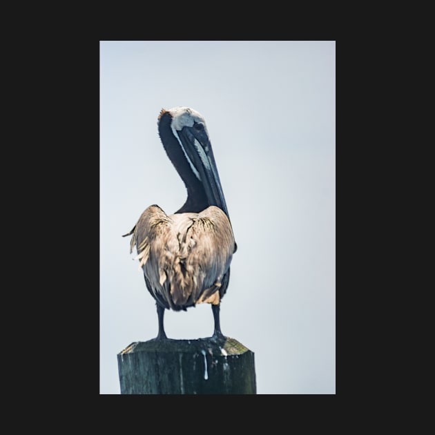Pelican of Calabash by KensLensDesigns